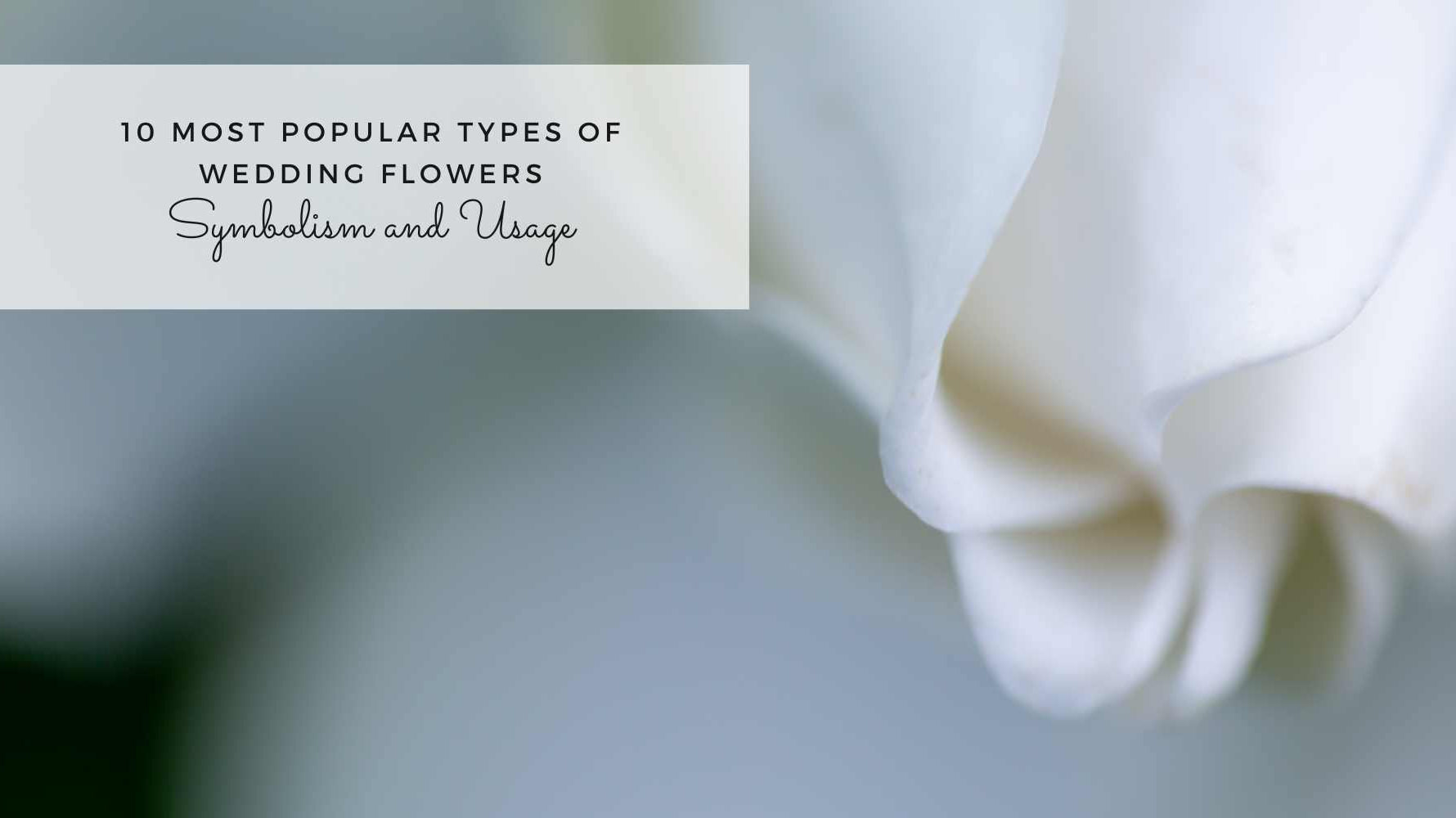 10 Most Popular Types of Wedding Flowers: Symbolism and Usage