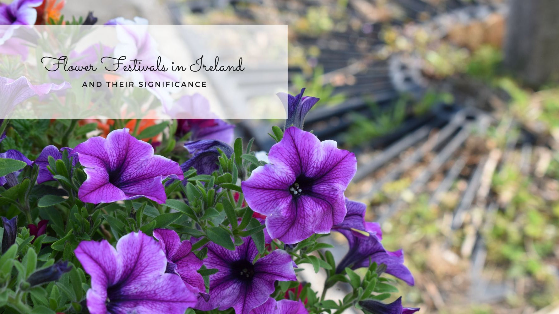 Flower festivals in Ireland and their significance blog thumbnail image