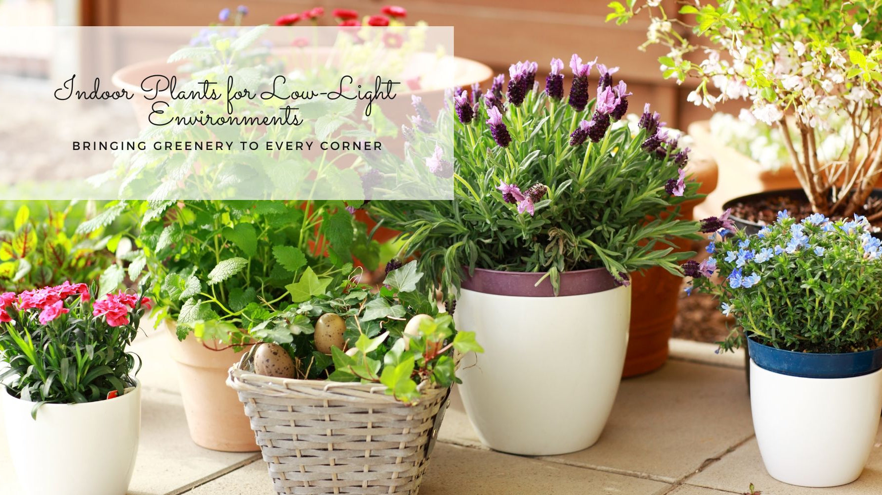 Indoor plants for low light environments blog thumbnail image