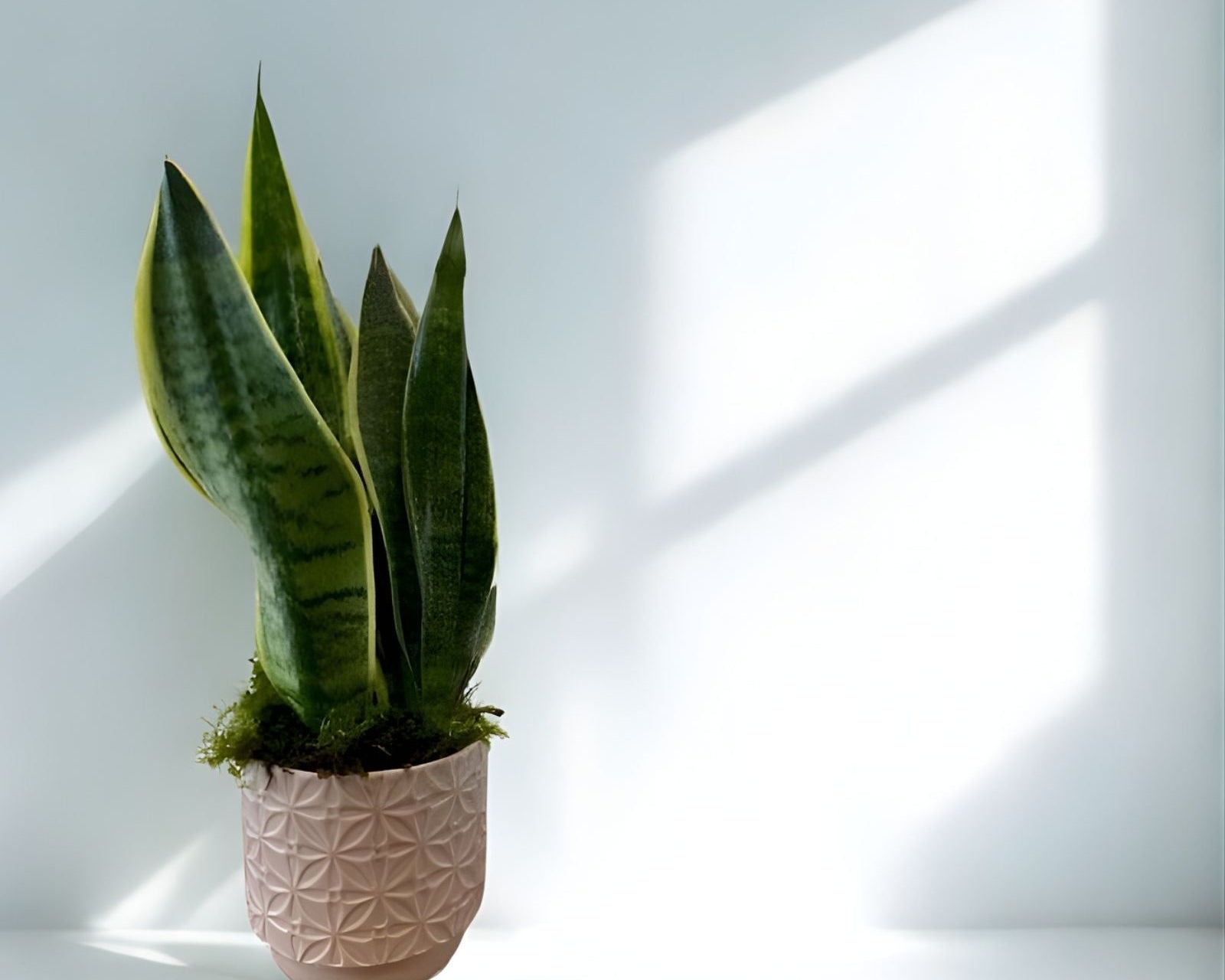 madflowers snake indoor plant in ceramic pot