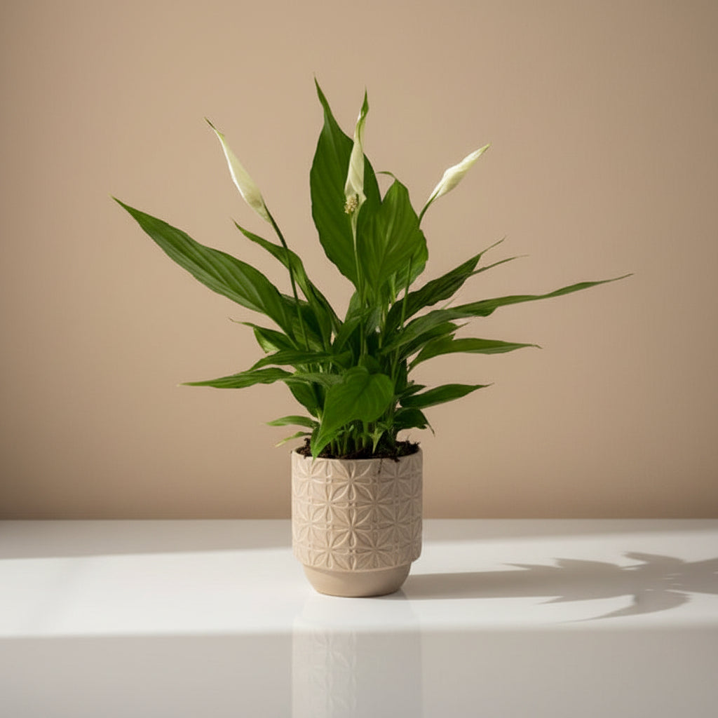 A Peace Lily plant with green foliage and white blooms, potted in a beige ceramic pot with a geometric pattern.