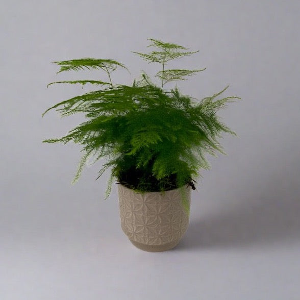 An Asparagus Fern with long green fronds in a beige ceramic pot against a grey background.