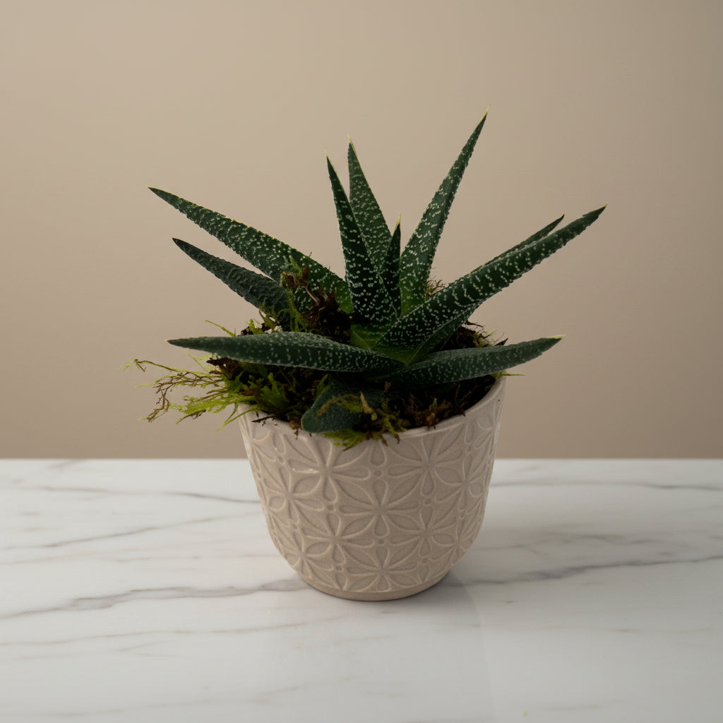 A Zebra Plant, also known as Haworthia Succulent, potted in a beige ceramic pot with a geometric pattern.