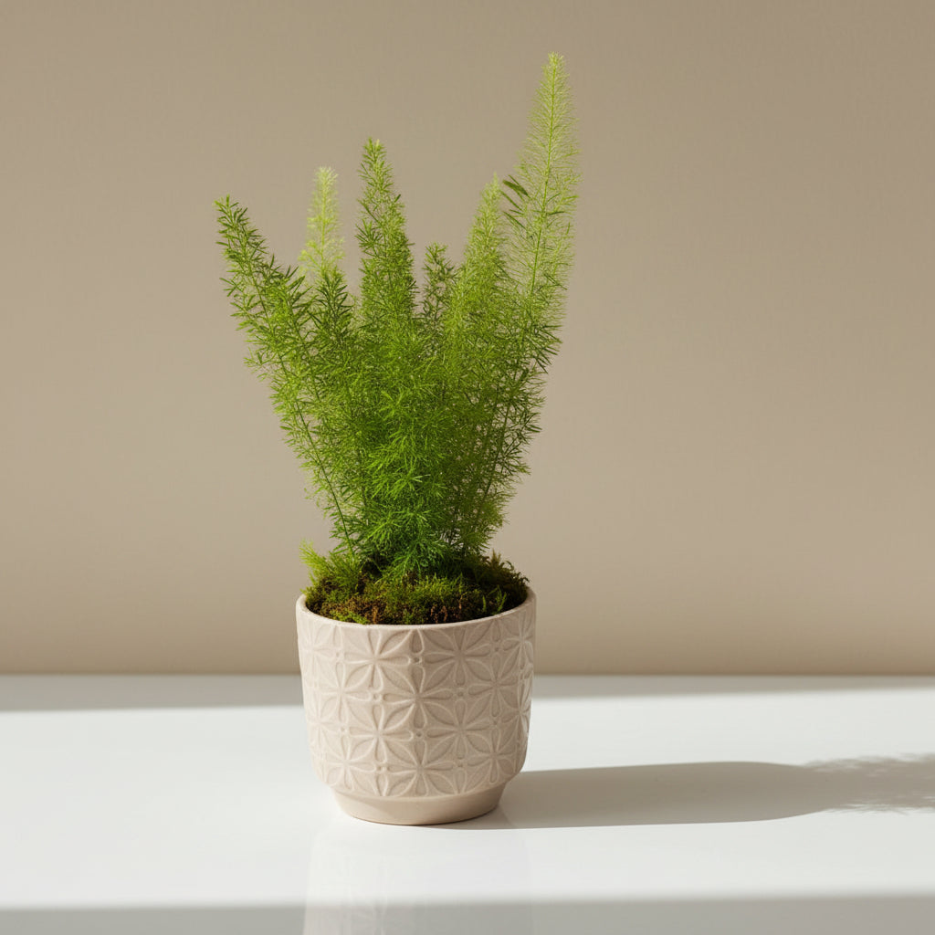 A fresh Emerald Fern (Asparagus Densiflorus) plant with green foliage, placed in a beige ceramic pot with a geometric design.