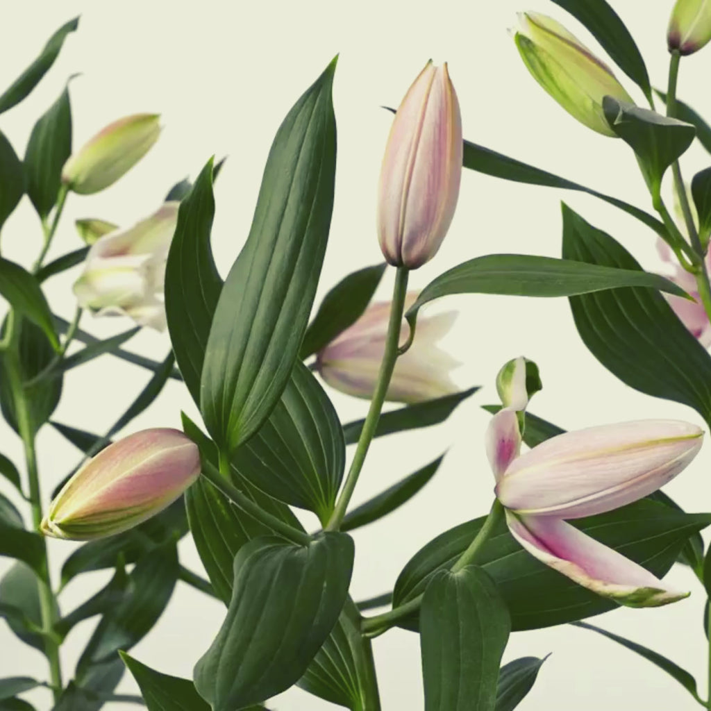 Time lapse video of rose lilies