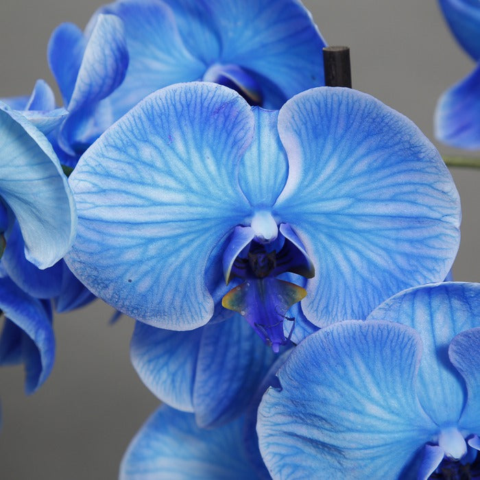 Close up view of blue orchid petals