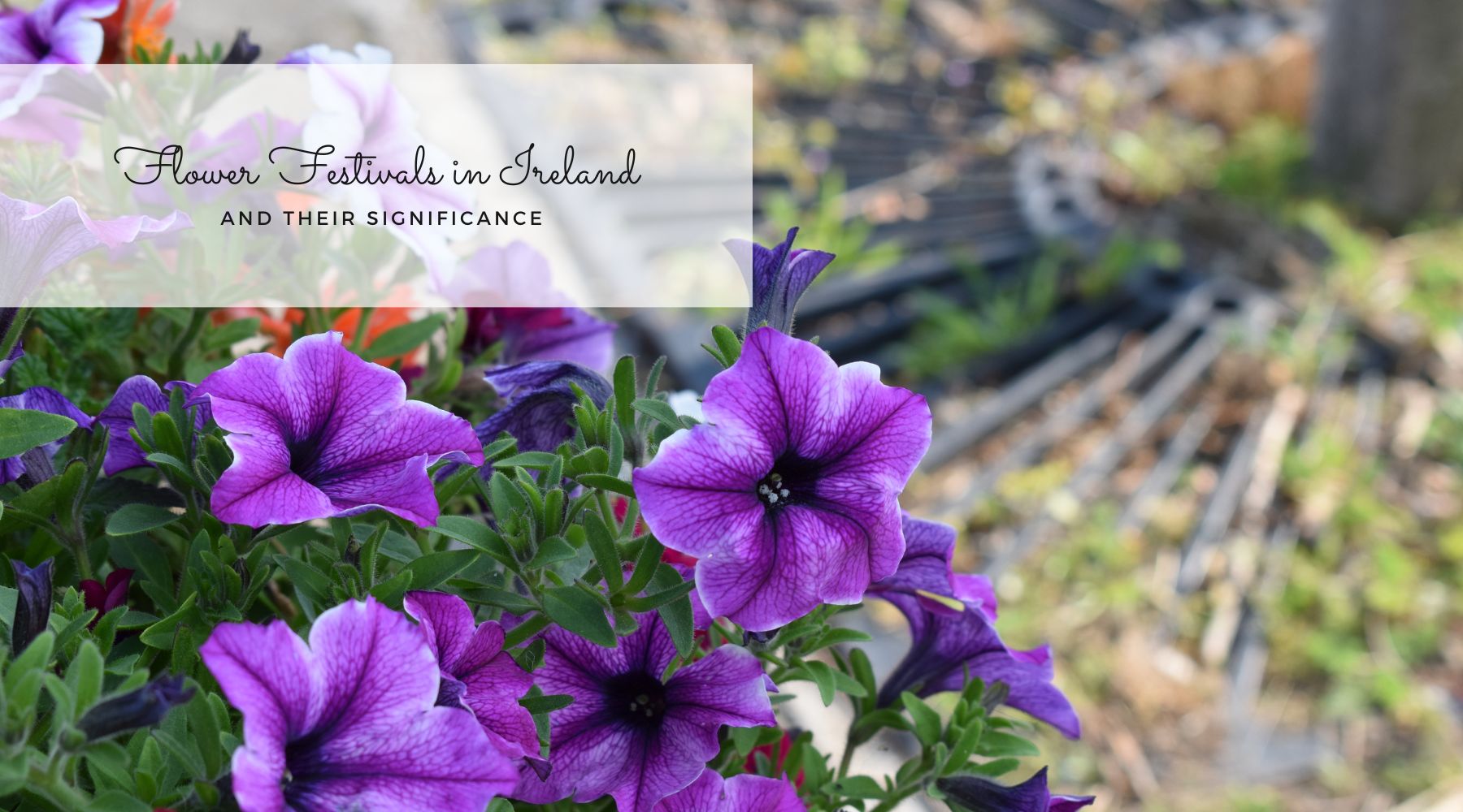 Flower festivals in Ireland and their significance blog thumbnail image