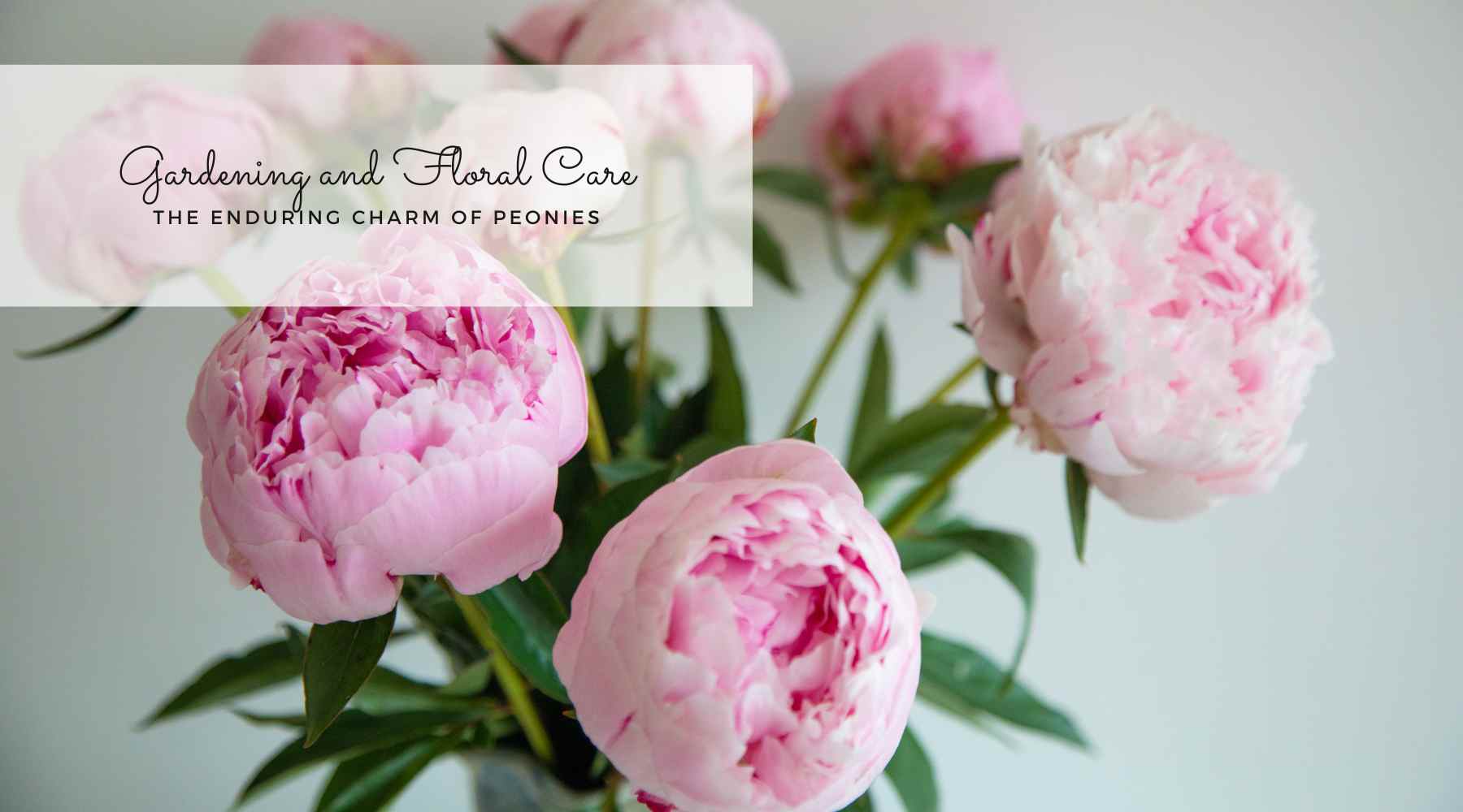 Gardening and Floral Care: The Enduring Charm of Peonies