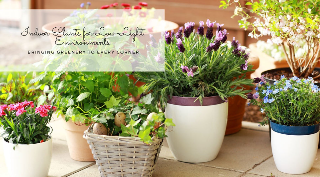 Indoor plants for low light environments blog thumbnail image