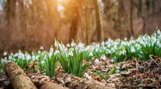 Winter-Blooming Plants in Ireland: Brightening the Cold Season