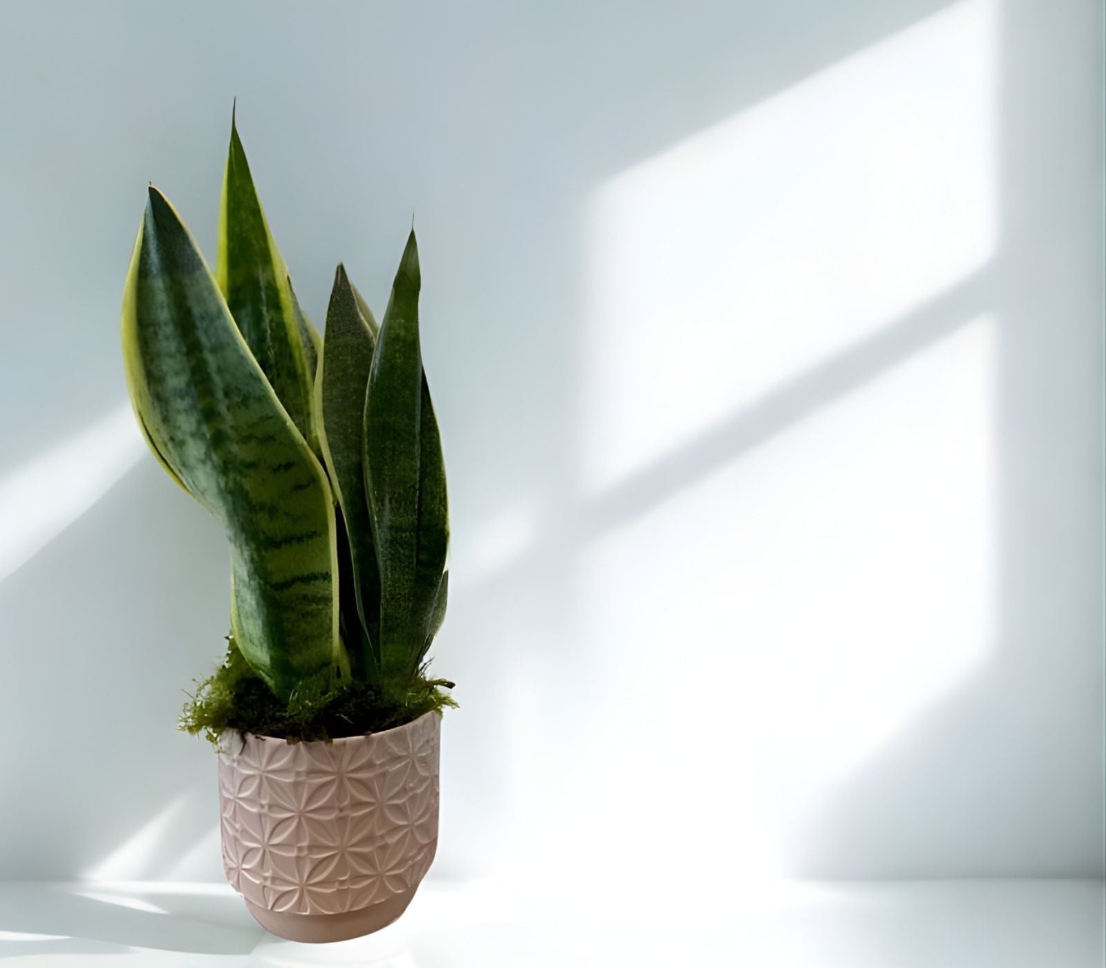 madflowers snake indoor plant in ceramic pot