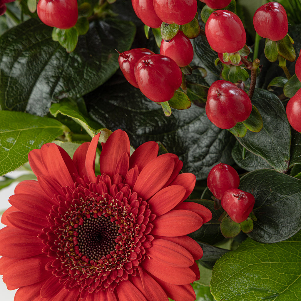 Close up of red flower from Christmas red roses bouquet