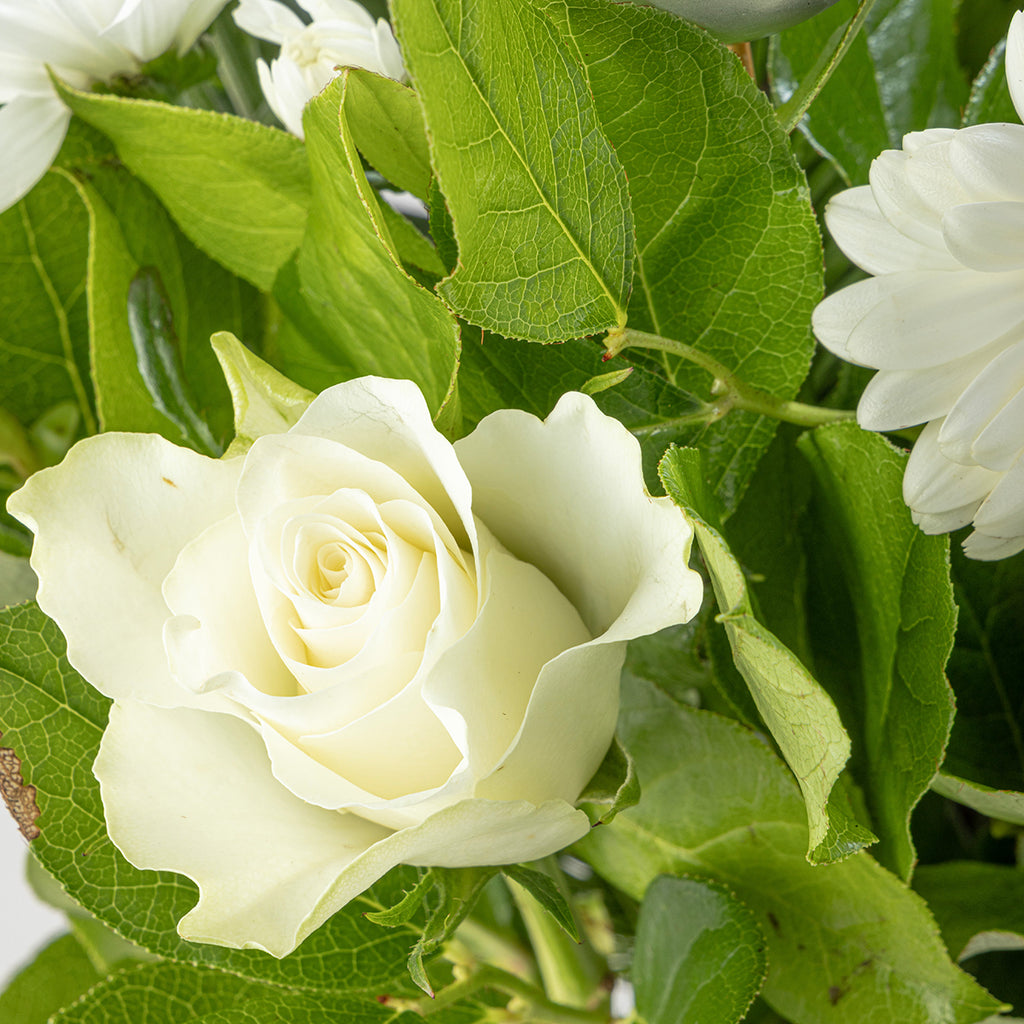 Close up view of white rose from Christmas white roses bouquet with white wine bottle