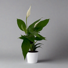 A Peace Lily plant with green leaves and a white ceramic pot.