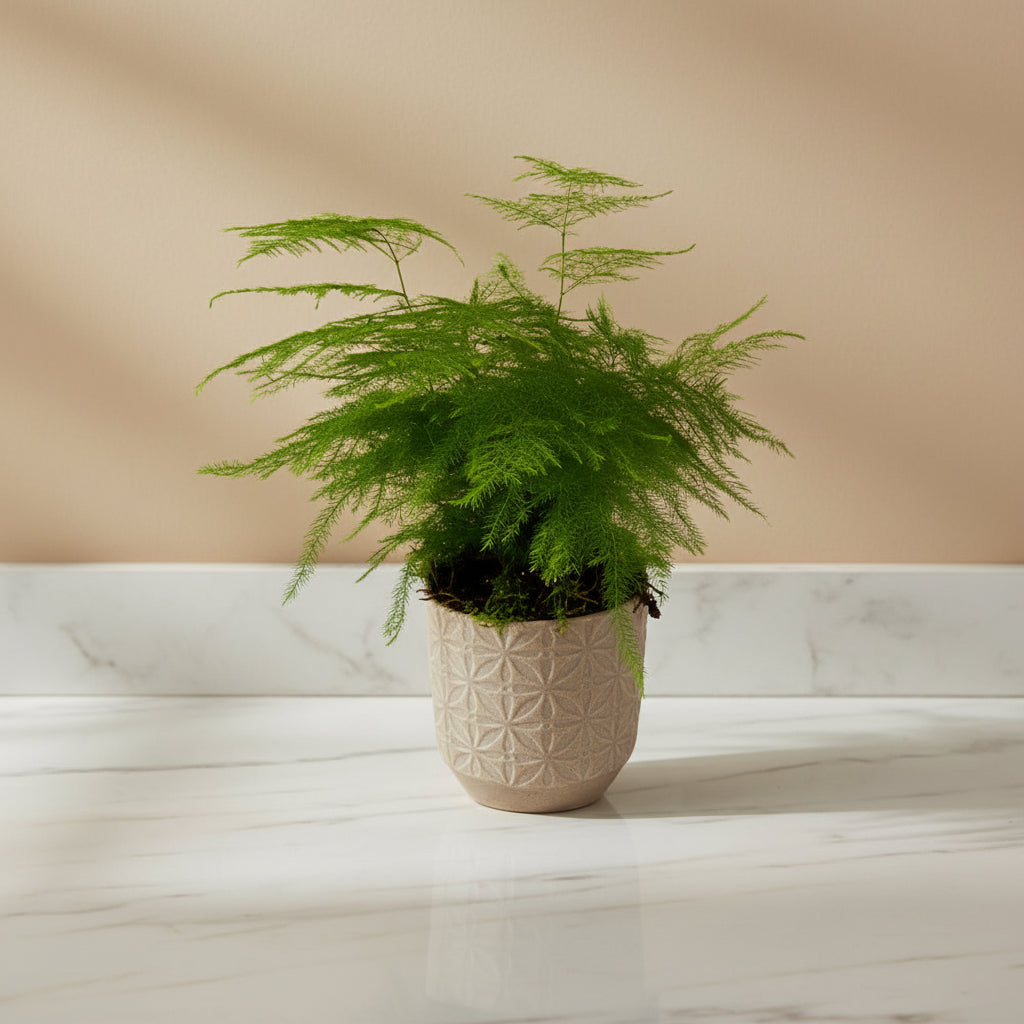 An Asparagus Fern with long green fronds in a beige ceramic pot against a grey background.