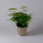 An Asparagus Fern with long green fronds in a beige ceramic pot against a grey background.