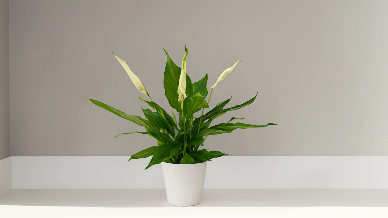 Potted plant with white flowers on a plain background