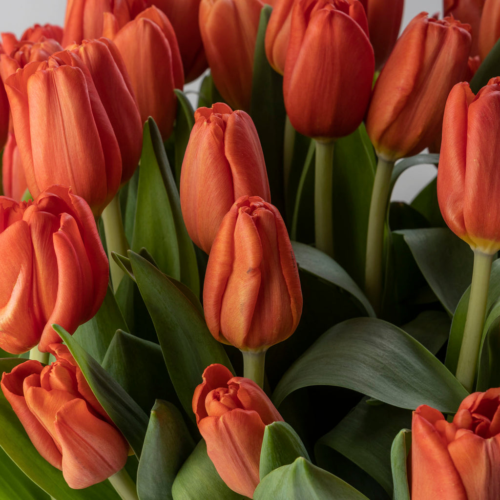 Close up view of Christmas orange tulips bouquet with chocolates and a Christmas card