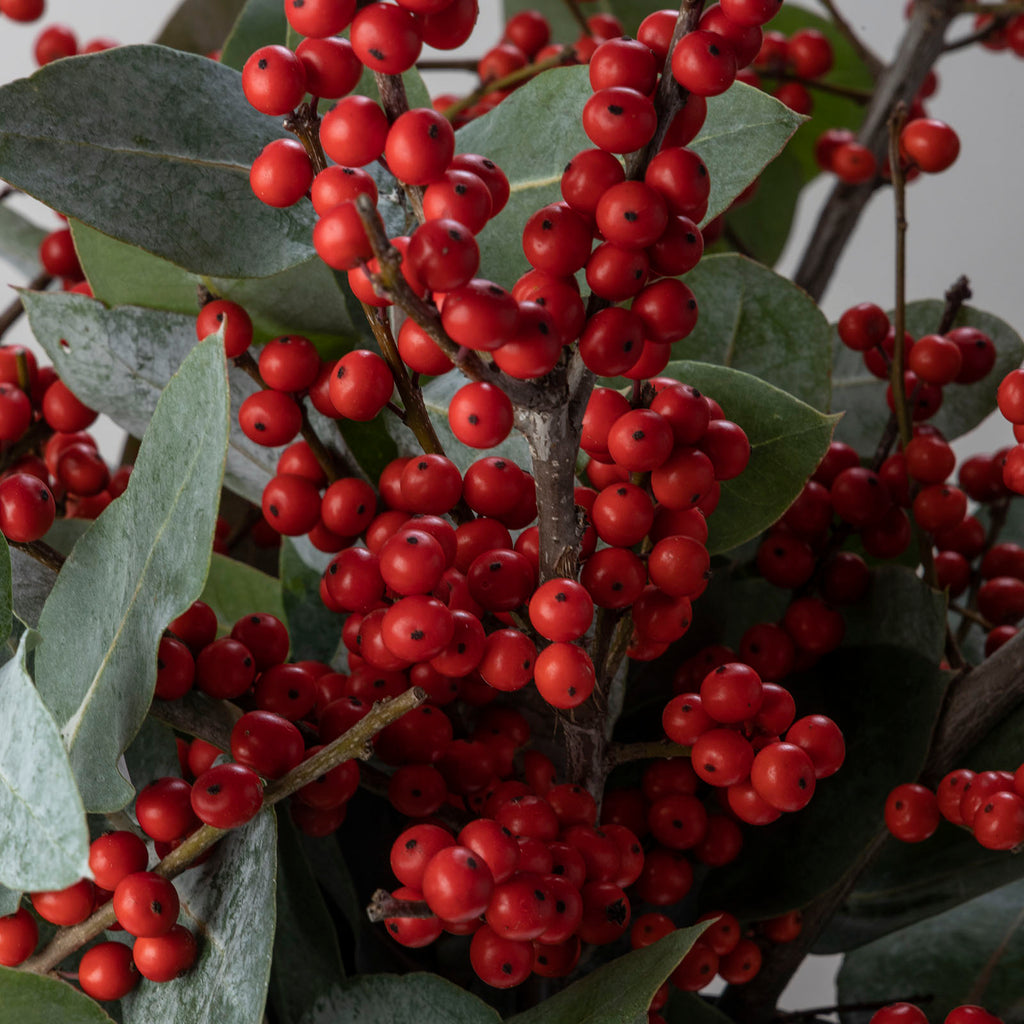 Close up view of Christmas holly ilex berry bouquet