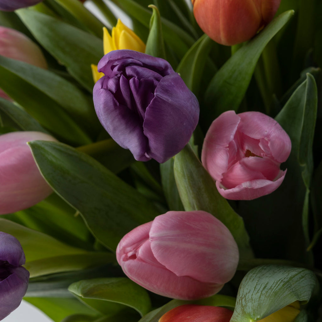 Close up view of mixed tulips flower bouquet