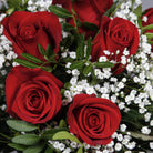 Close up of Dozen of red roses flower bouquet