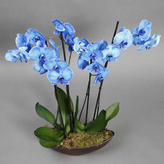 Blue orchids stemmed in a moss base