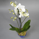 White orchid plant