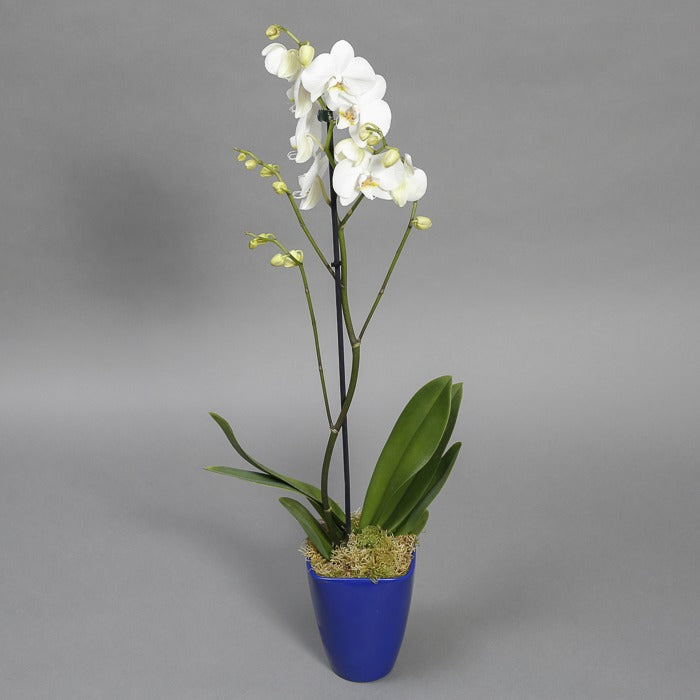 White orchid plant in blue pot