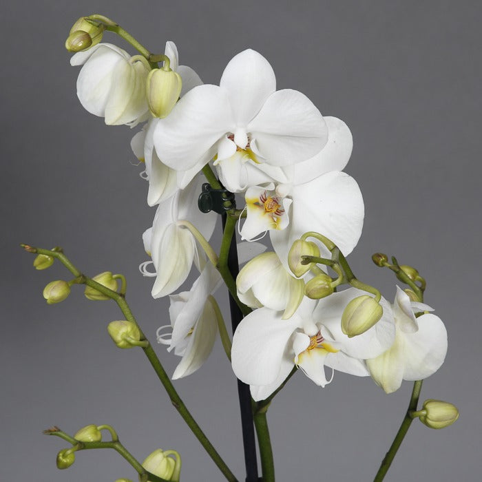 Close up view of White orchid plant