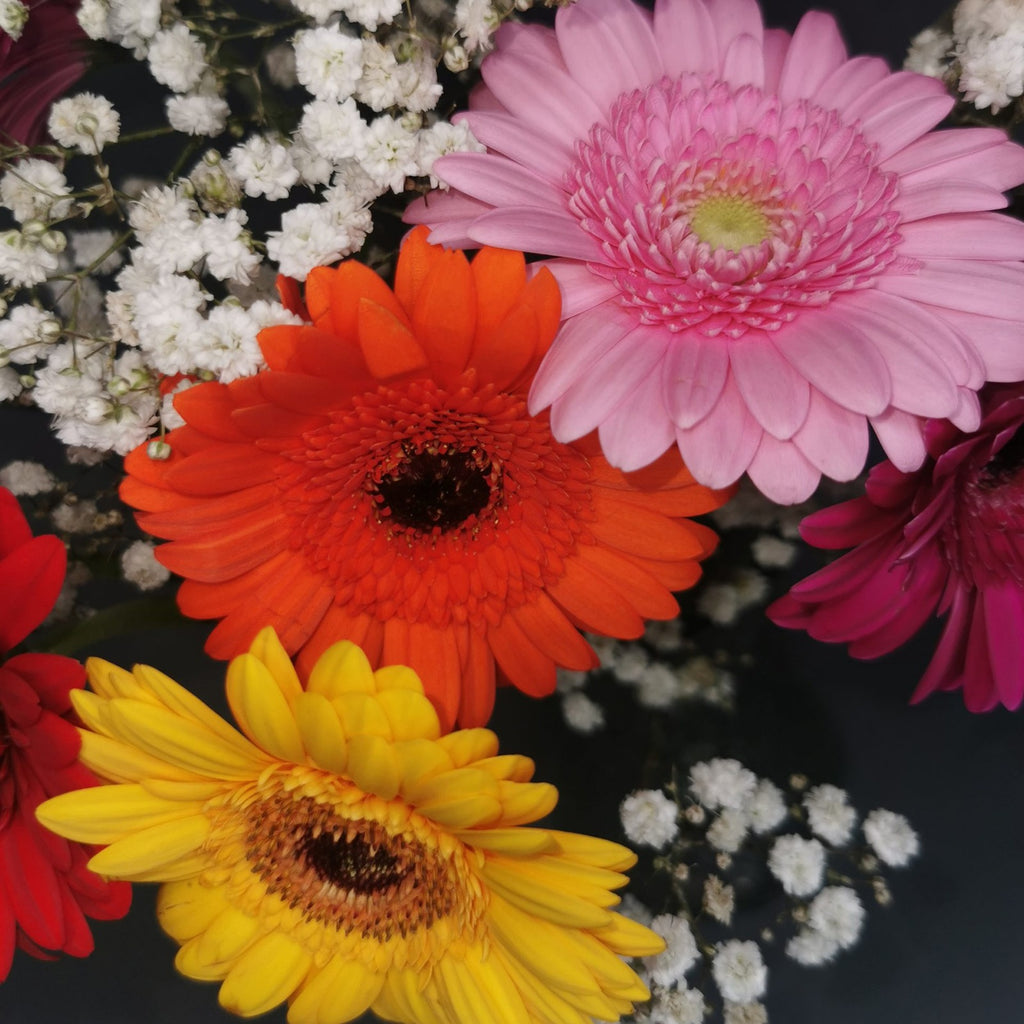 Close up view of Gerbera daisy flower bouquet