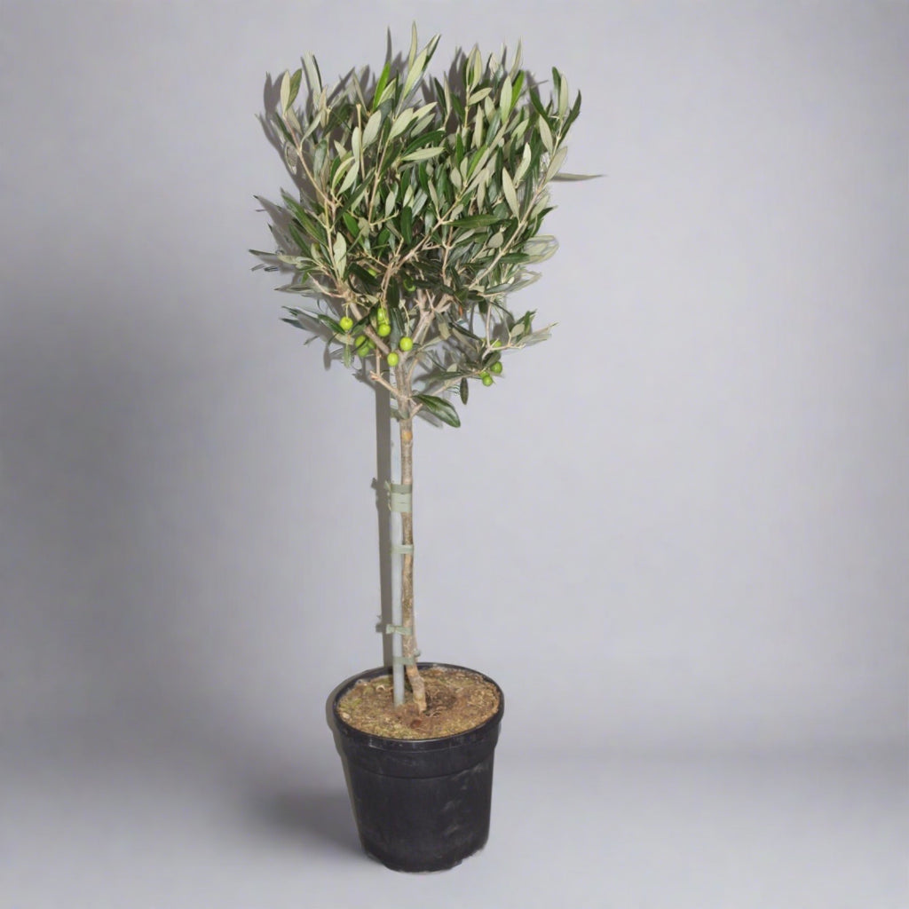 olive-tree-with-pot