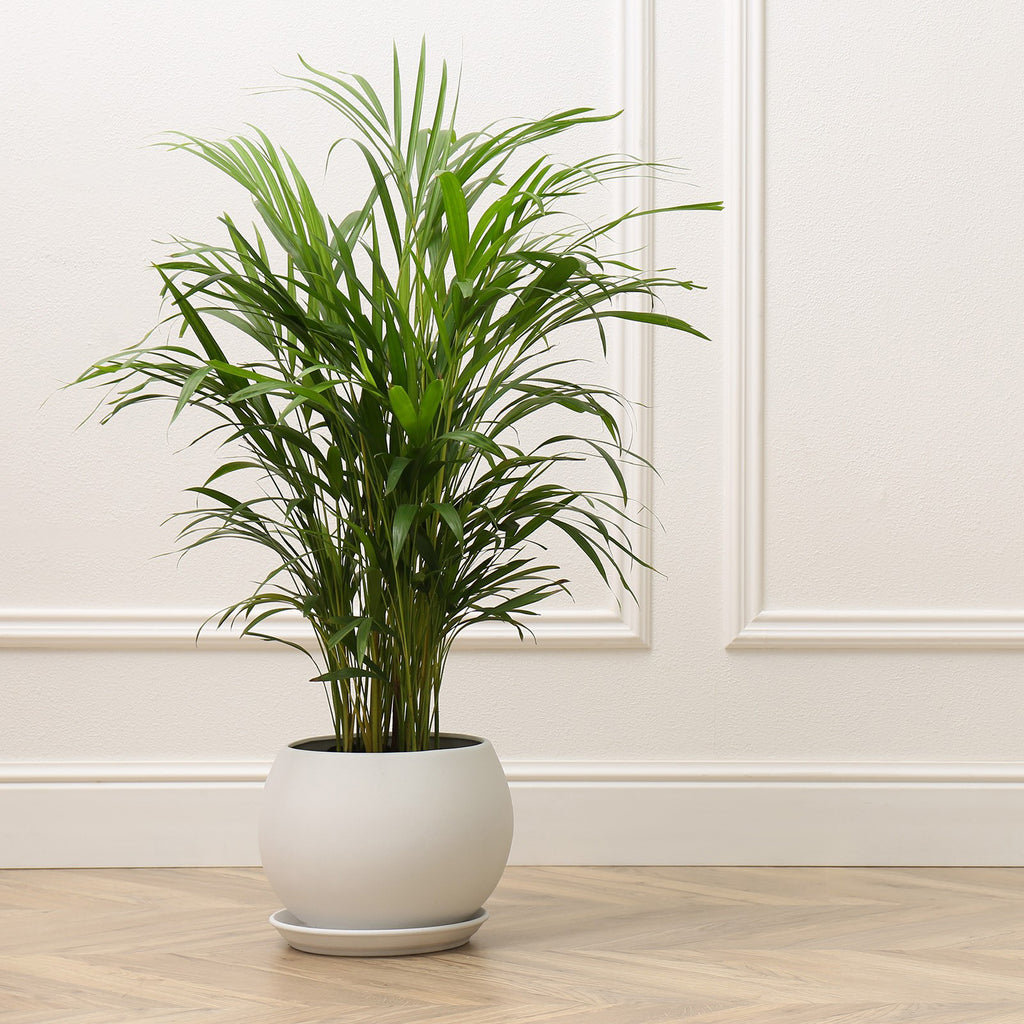 Kentia palm plant
