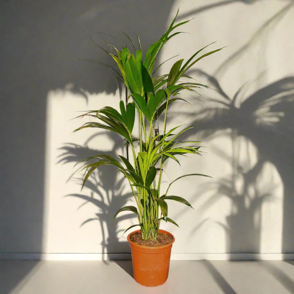 Kentia palm plant in orange pot